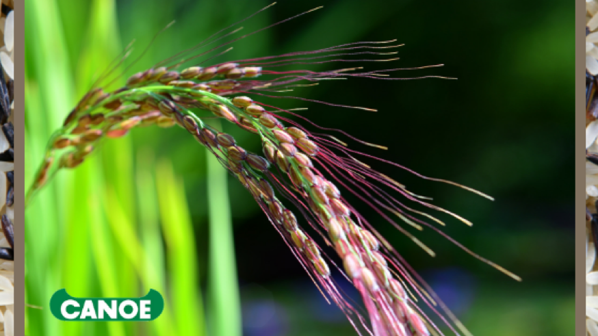 It’s Harvest Time – Canoe Wild Rice