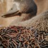 Specialty Wood Parched Wild Rice